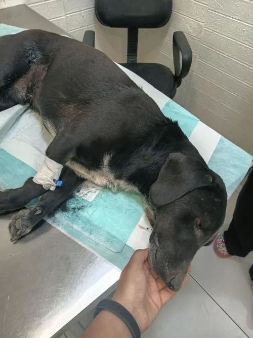 Help cover Kuskus’s treatment costs
