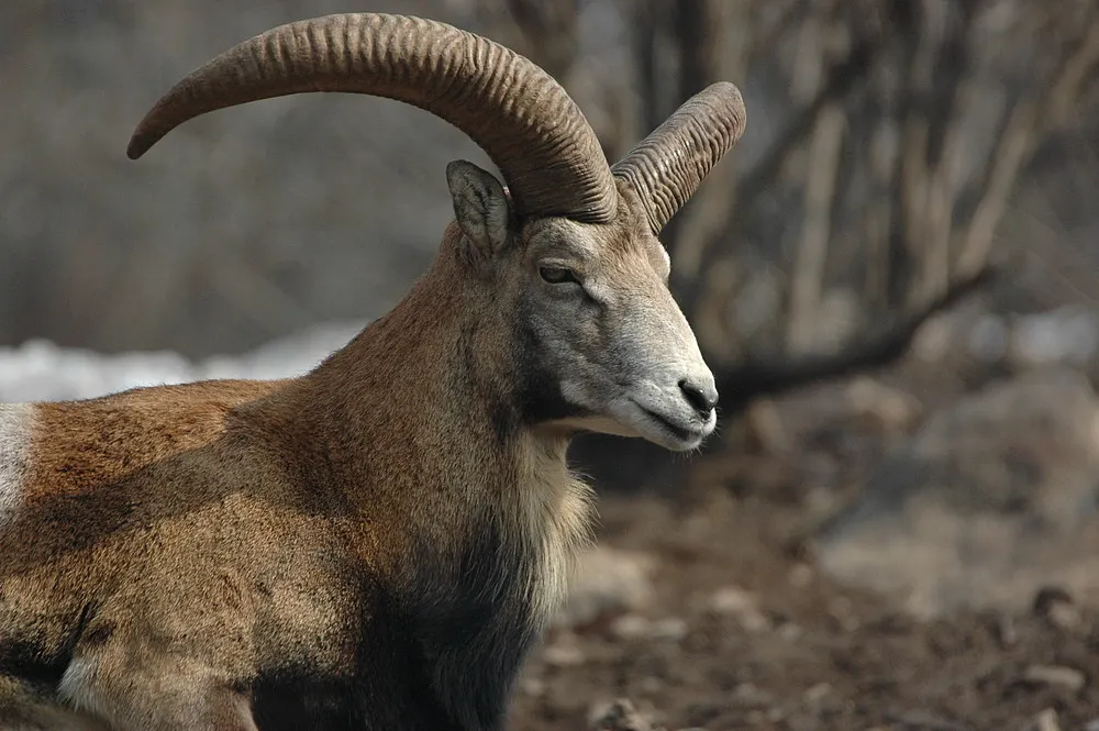 WWF – World Wildlife Fund